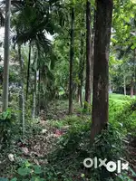 Plot for sale in Punnamood, Mavelikara