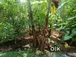 4 Cent plot for sale