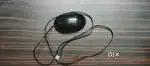 One year old Mouse