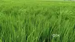 bahut achhi jamin hai