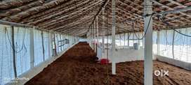 9000 sqft running poultry farm for rent in kerala border tamilnadu