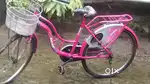 4th month old fress cycle