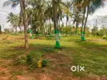 Very very low budget plots sale walajabath per sqft just 550 rs.