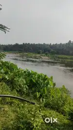 Aliyar river said coconut farm sales