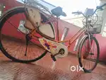 Lady bird adult cycle