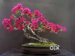 Bonsai plant all variety. Low cost  phycus tamarind boganvilla