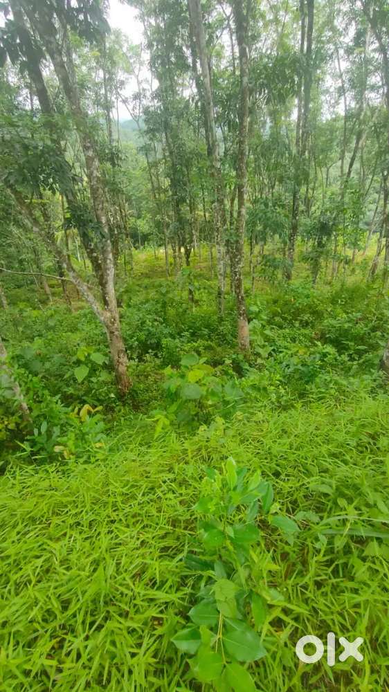 30 cent rubber plot for sale