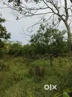 Thiruttani Near to mango Trees per cent 30k