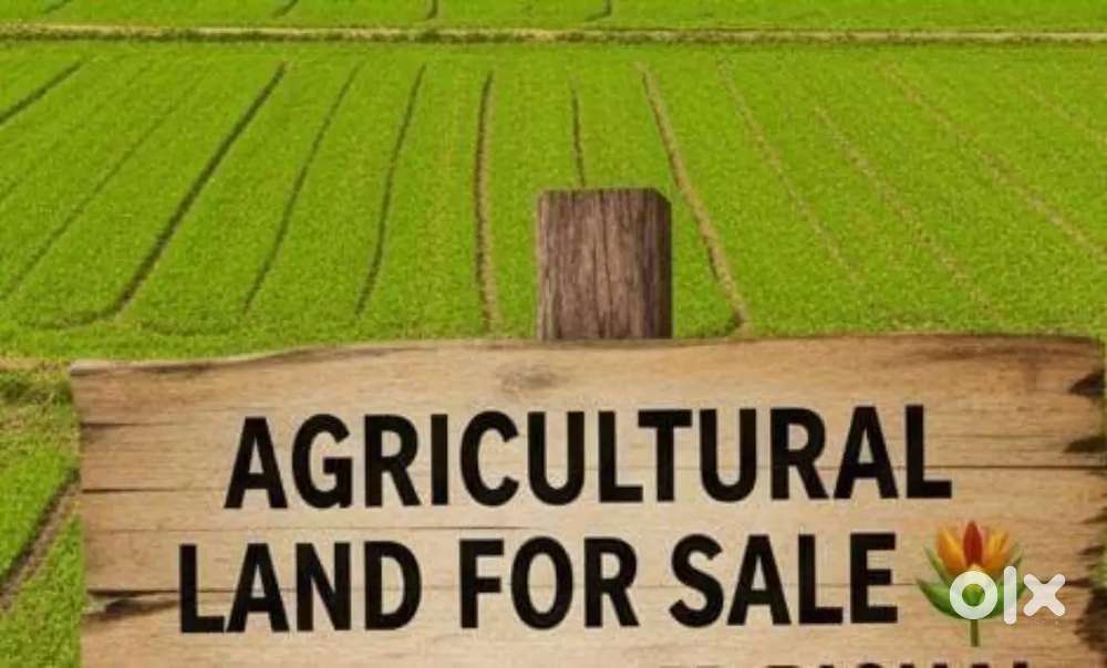 উঁচু চাষের জমি বিক্রয় হবে, প্রতি বিঘা ১০ লক্ষ টাকা মাত্র