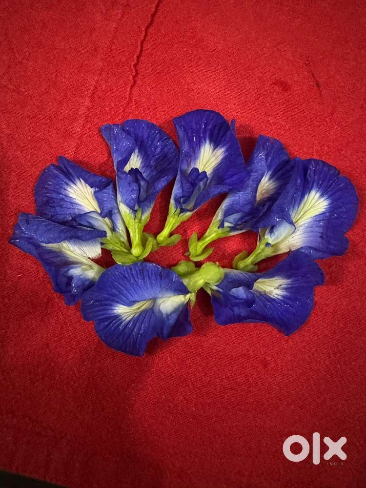 For Sale Sangupushpam plant blue and white seeds and plant for