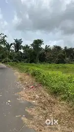 Main road touch Orchard Plots for sale curchorem