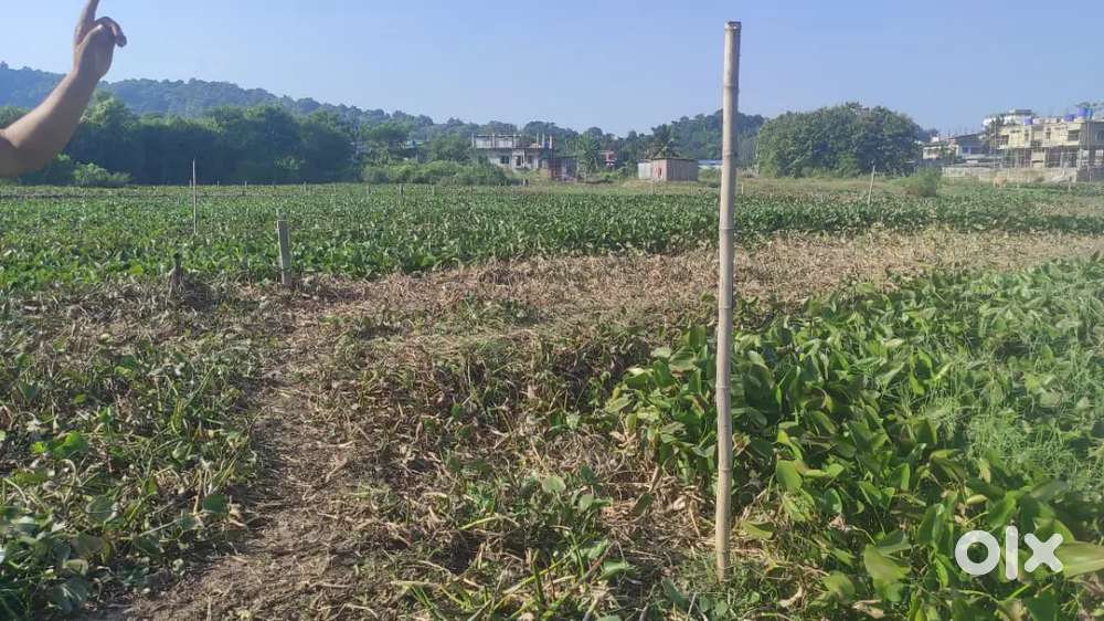 Myadi patta land jalukbari guwahati