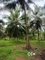 80 cent thottam.bore well panchayat road