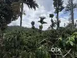 8 ACRE COFFEE LAND FOR SALE IN THOMATTUCHAL