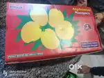 Original Alphonso mangoes ratnagiri