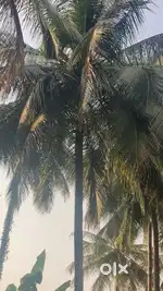 Good water condition coconut farm & agriculture land sales
