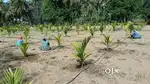 Land for sale 5.5 Acres