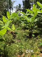 House Plot / Dry land