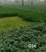 Prime Agricultural & Residential Land for Sale in Vaishali, Bihar – ₹1