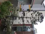 Christmas trees (2)