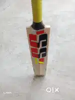 Kashmira willow bat