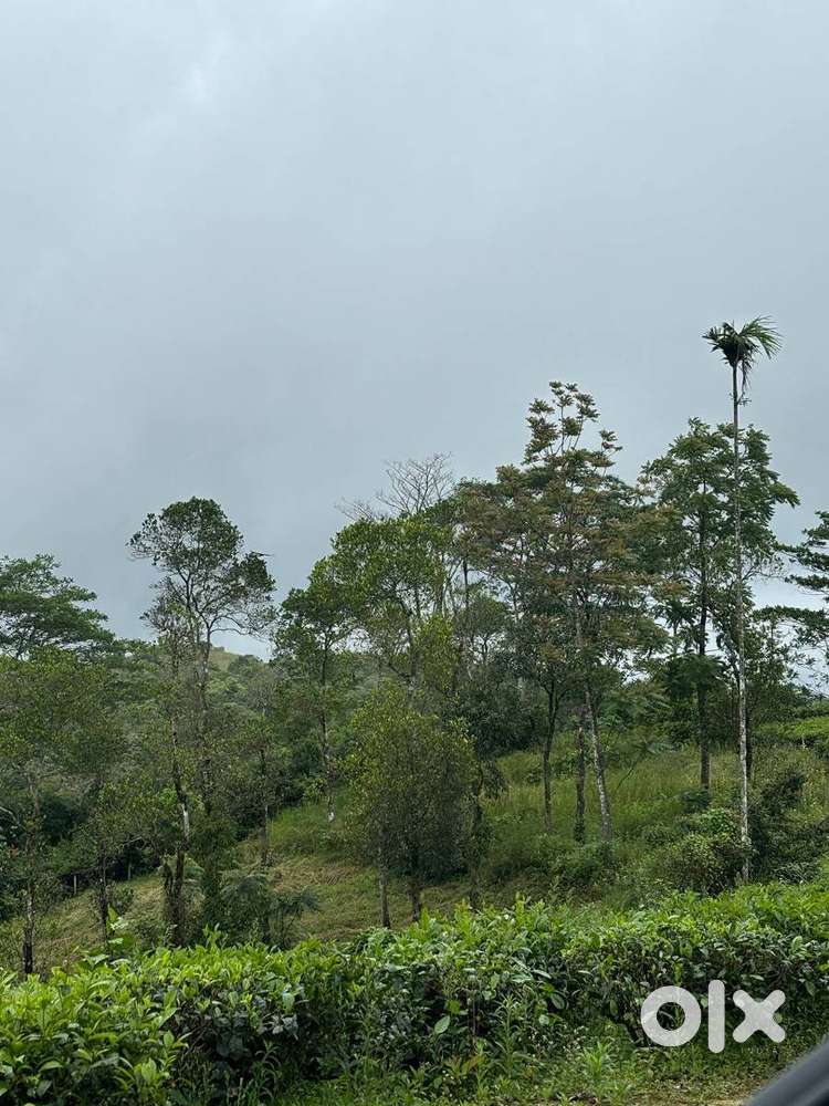 Land 3 acres at Vagamon 1.5 lakh/cent