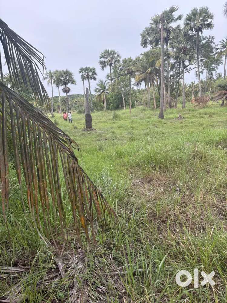 50cents land for sale in Amalapuram