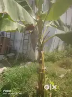 Land for rent