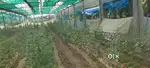 Polyhouse shed for sale/Goat farm/poultry farm/cattle farm/car shed