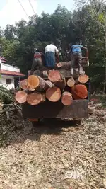 tree cutting service cocunet cutting  Plot ക്ലീനിങ്   ജെസിബി