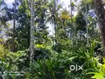 2.50 Acre Scenic Plot with House – Irulam, Wayanad