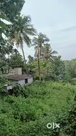 House plot kalamassery medical college back 28 cent