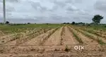 2.42 Agriculture Land for sale at Kuderu polam, kadara cross