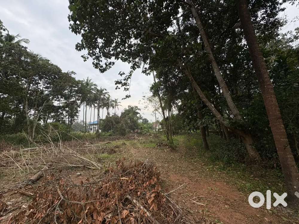 48 cent housing plot for sale in Thalore,Thrissur