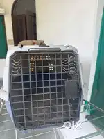 Dog kennel and cage