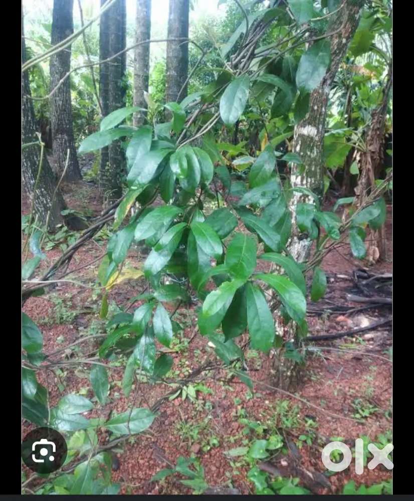 നെയ് വള്ളി ഇല വില്പനയ്ക്ക്