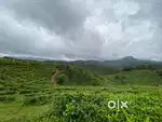 CARDAMON ESTATE FOR SALE IN UPPUTURA VAGAMON