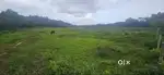 Between Hassan and Sakleshpura - Land Area: 8 acre agri land
