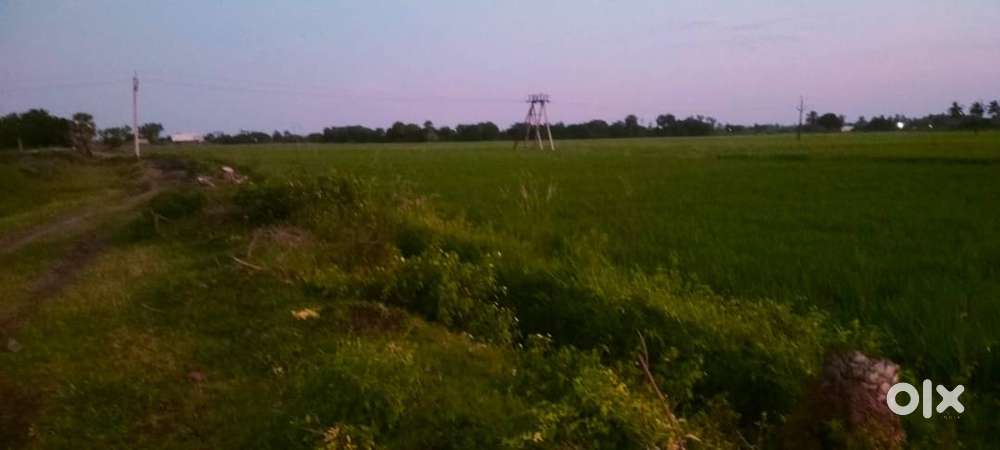 krishna(Dt), Mudinepalli(MD), Guraza in 1 acram Agricaltural land sale