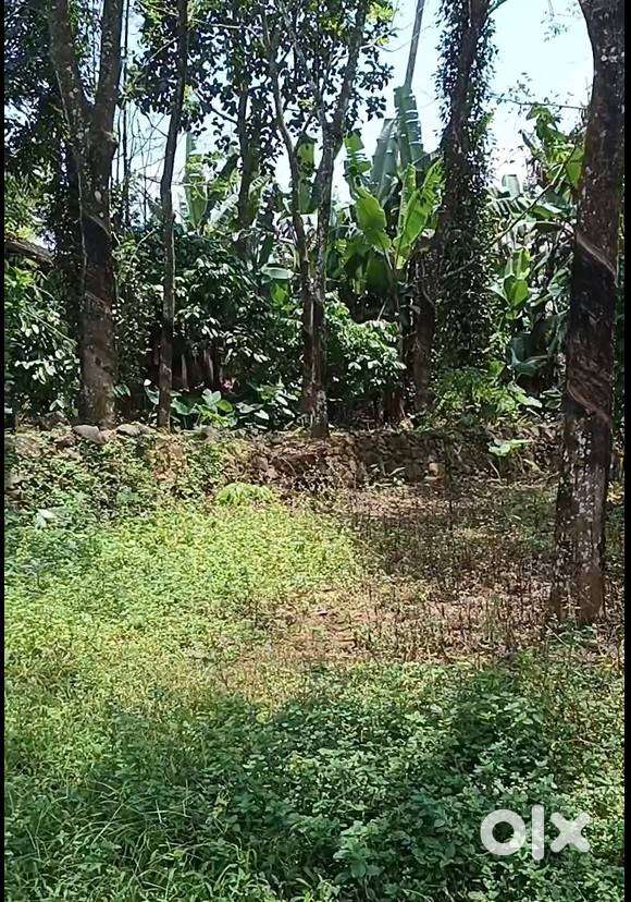 House plot for sale at Parathode, Pallippadi