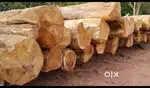 Teak wood Govt forest depot