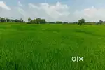 1 acre paddy field