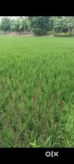 5 lakh 1 khata