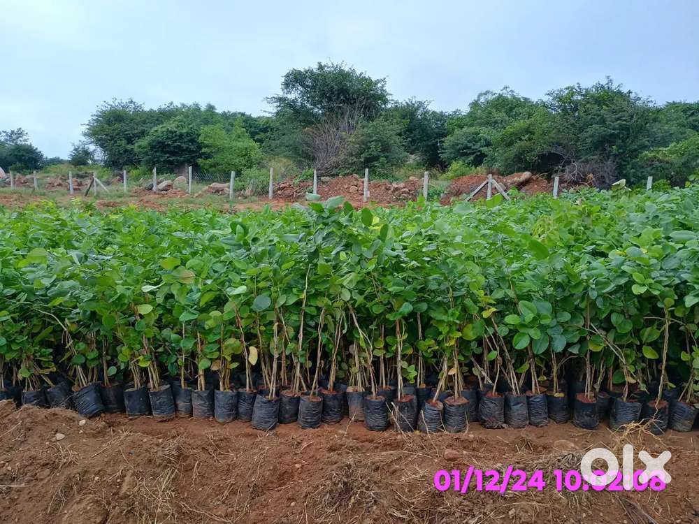25cents Agriculture land for sale