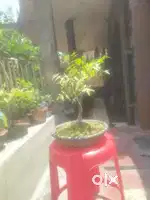 Bonsai Tree