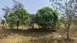 FARMHOUSE PLOT FOR SALE, MELAULI, AREA 291, PRICE@₹1999/SQ MTR
