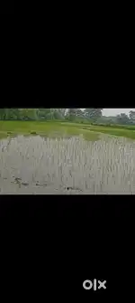 55000 biswa . 9 biswa=495000.  Mahuwara khurd