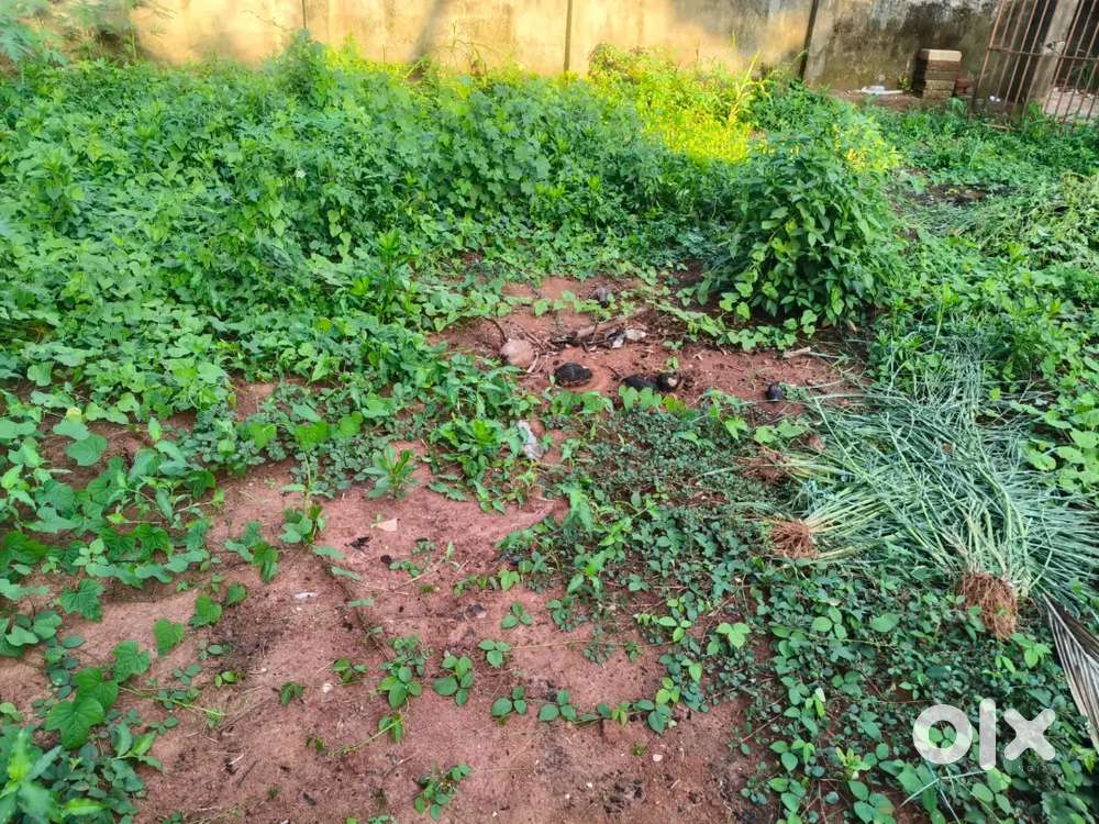 5 Cent gurukulam Road Nagercoil Kanyakumari Dist