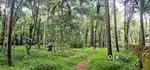 40 cents roadside land for sale at Mullool, Taliparamba.