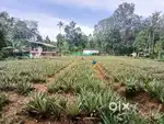 50 cent plot for sale